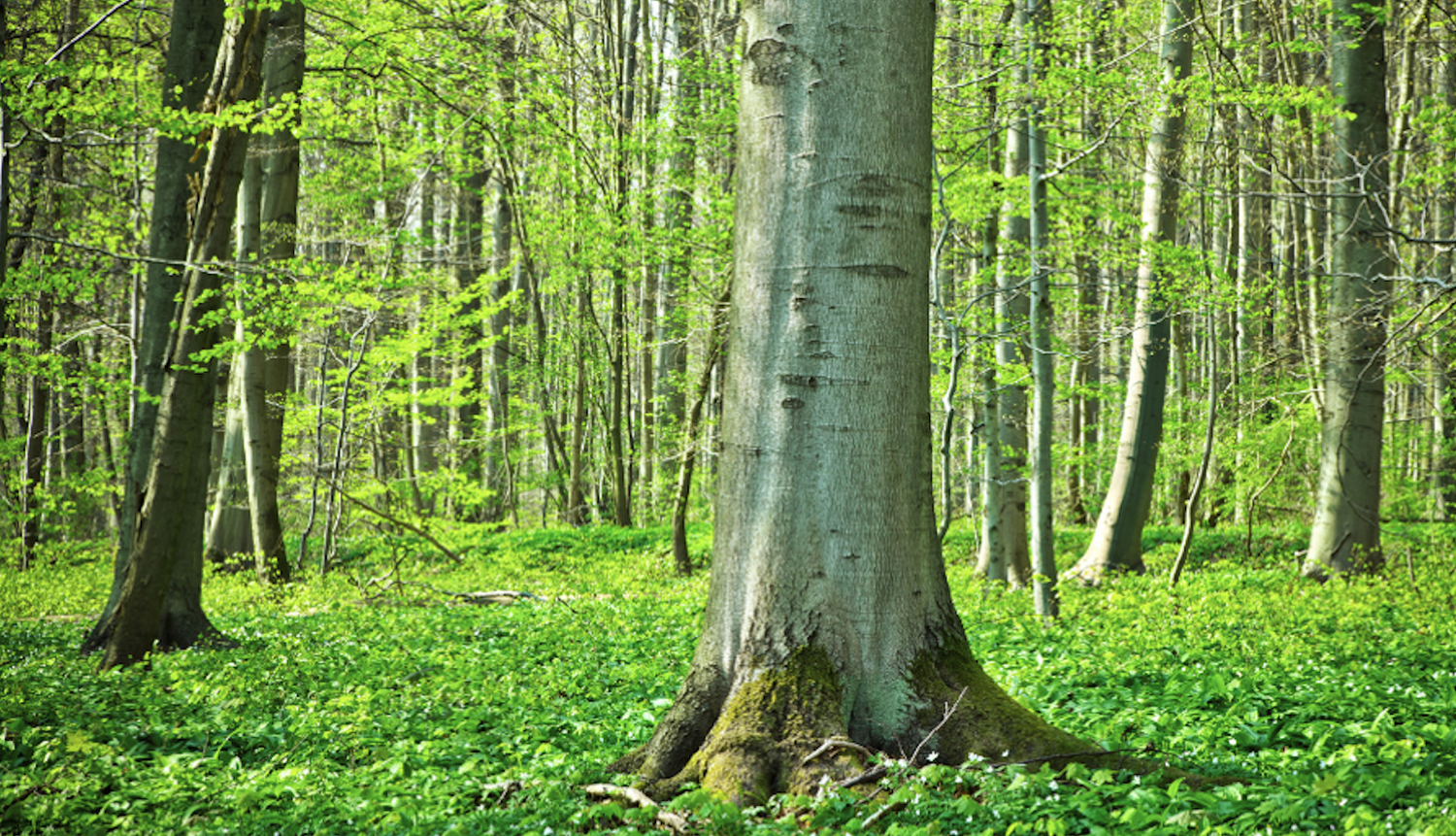 Bükk-hegység erdős tája tavasszal, friss zöld lombozattal és napfényben úszó fák között.